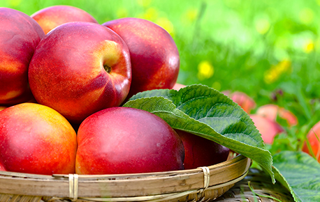 All About Nectarine - Half Your Plate