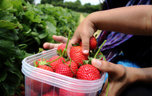 Strawberries