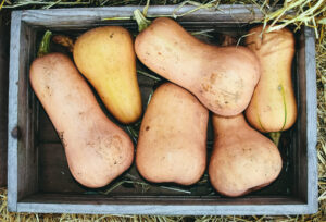 butternut-squash-1