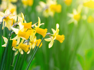 Yellow spring narcissus flowers and green leaves